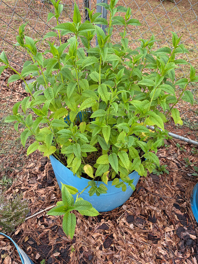 lemon bee balm