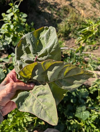 PXL_20250718_000139641