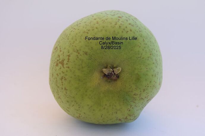 Fondante de Moulins Lille CALYX 8-28-2025RS