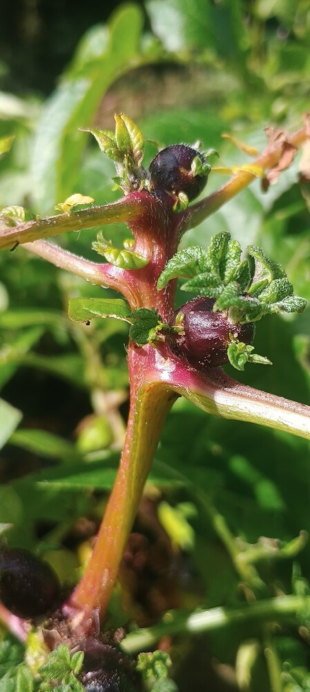 IMG_20250709_095013598