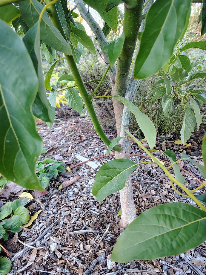 IMG_20251203_161214259_HDR_AE