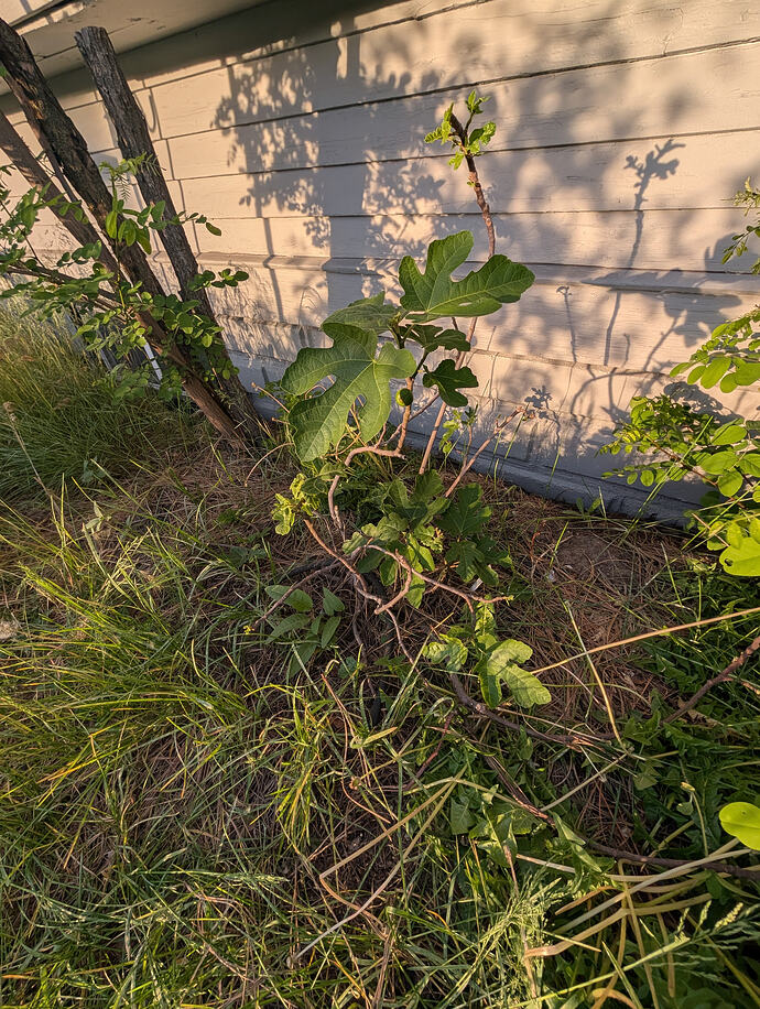 PXL_20260522_024925209
