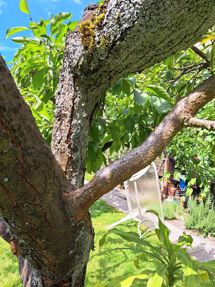 20250731_124605 Prune Plum4