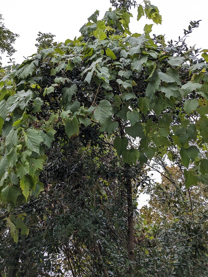 PXL_20241205_195551174