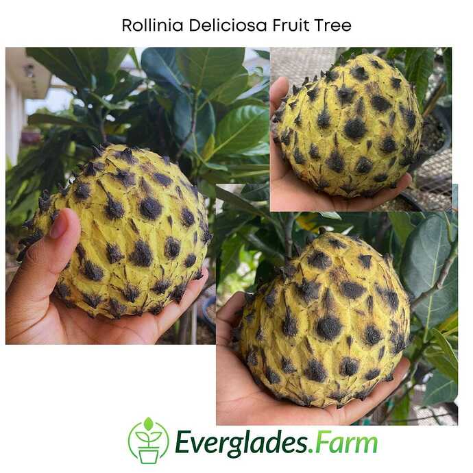 Rollinia_Deliciosa_everglades_farm