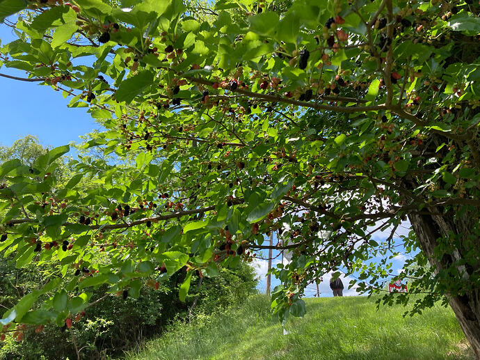 IMG_3479