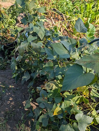 PXL_20251007_183141693