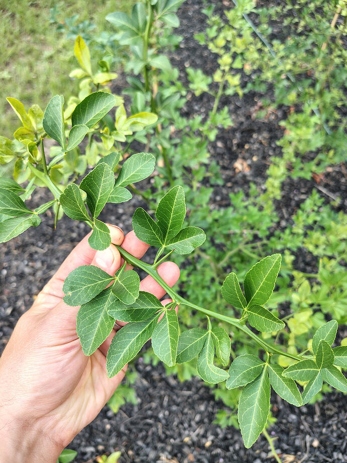 Poncirus+