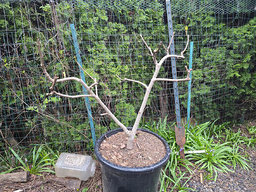 Mystery-maybe Strawberry Verte