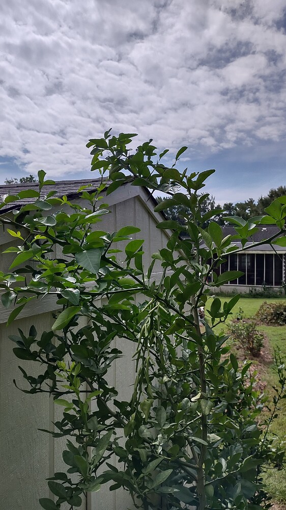 IMG_20250707_101949530_HDR