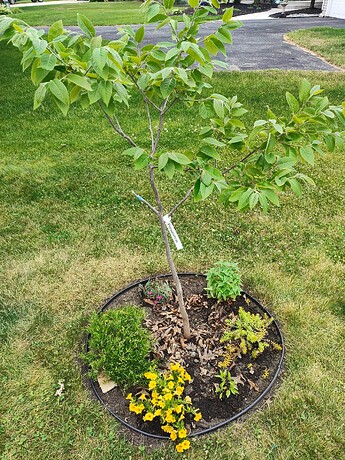 Tree spring 2025