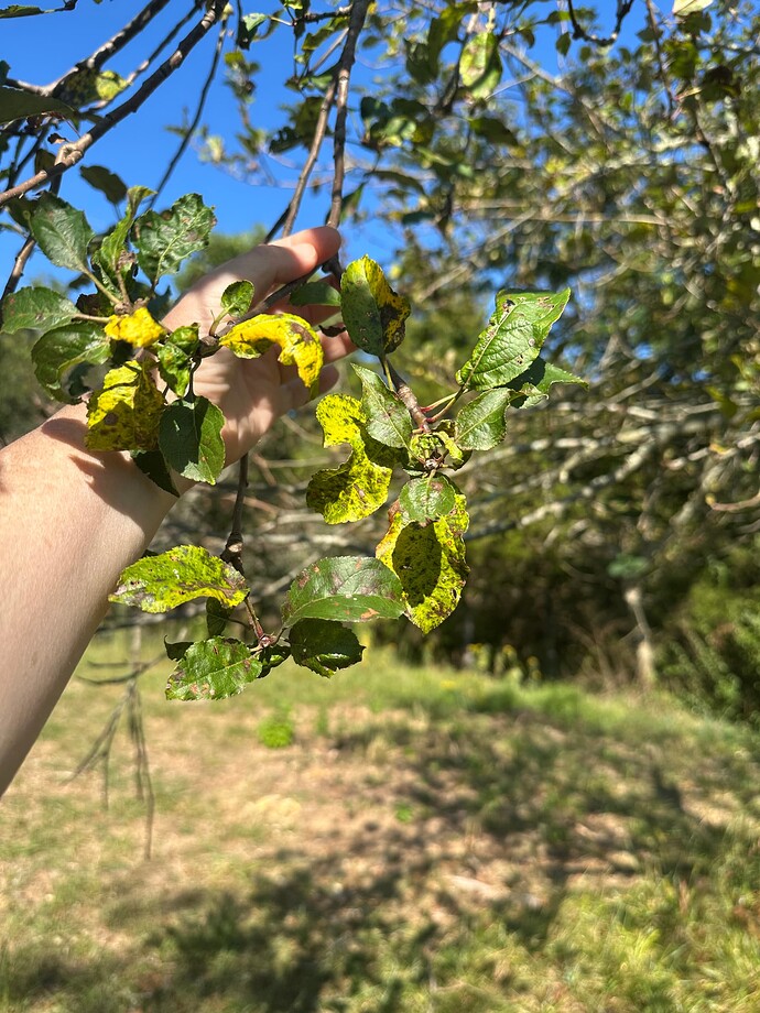 forgottenapple2