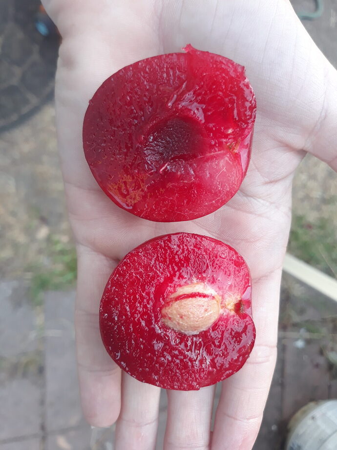 Sultan-Plums-2-1152x1536