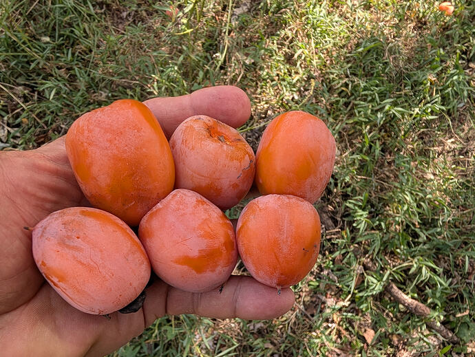 NC-10 persimmon