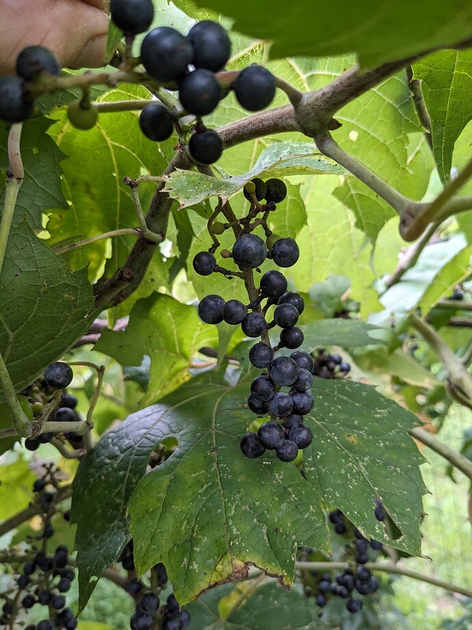 PXL_20250706_211445906