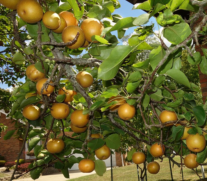 Raja Asian Pear 9.2.25 (8)