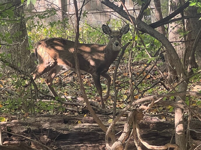 Deer_t_10-21-2025