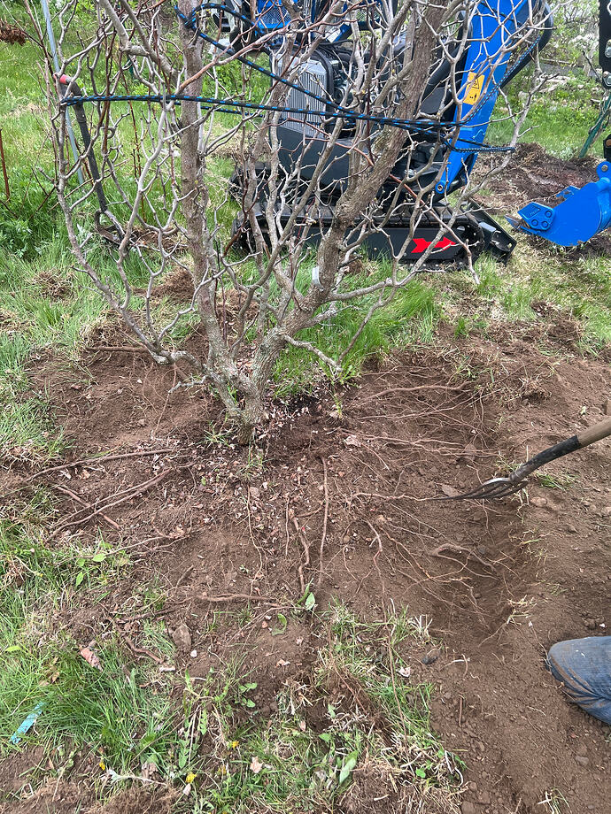 Digging_juju_04-22-2026