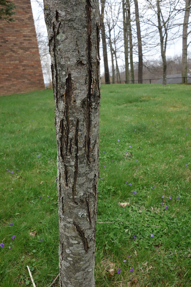 Zestar apple with cuts in it (1)