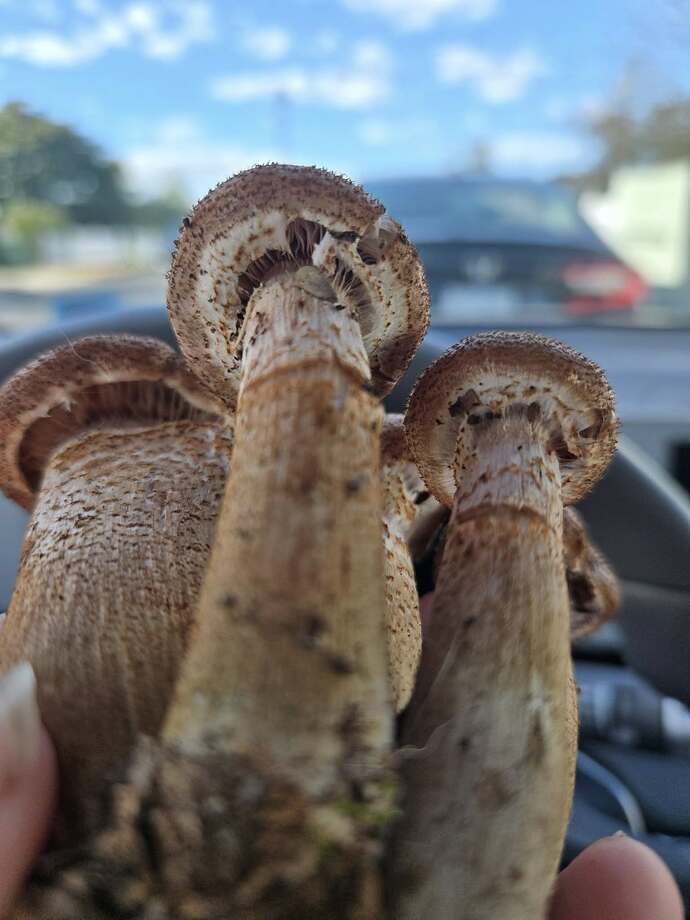 573565962_10234473547394874_9073422076541077762_n