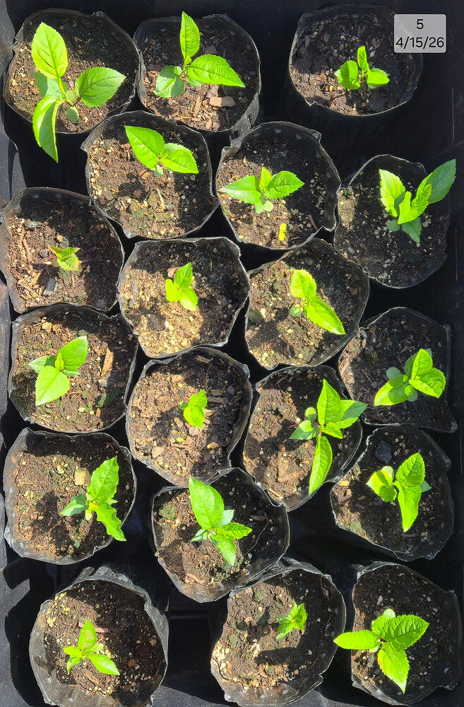 2026 04-15 Seedlings 5