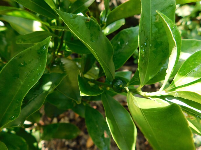Meiwa kumquat
