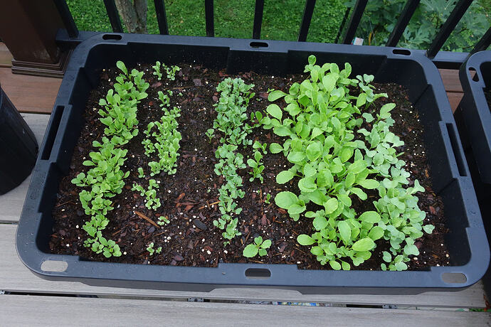 10 days Arugula Endive Kale Romaine Mustard Radish
