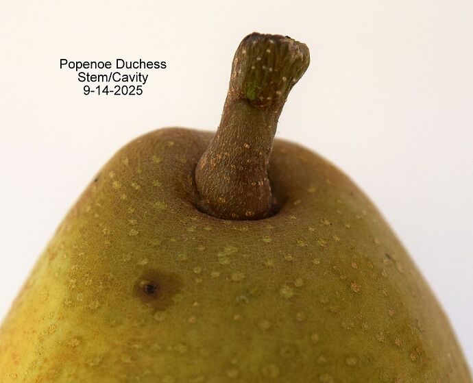 PopenoeStem 2 9-14-2025RS