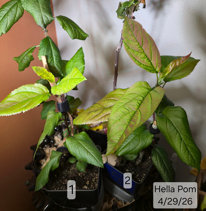 2026 04-29 Hella Pom 1 & 2 2
