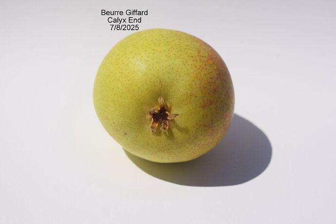 BeurreGiffardCalyx7-8-25RS