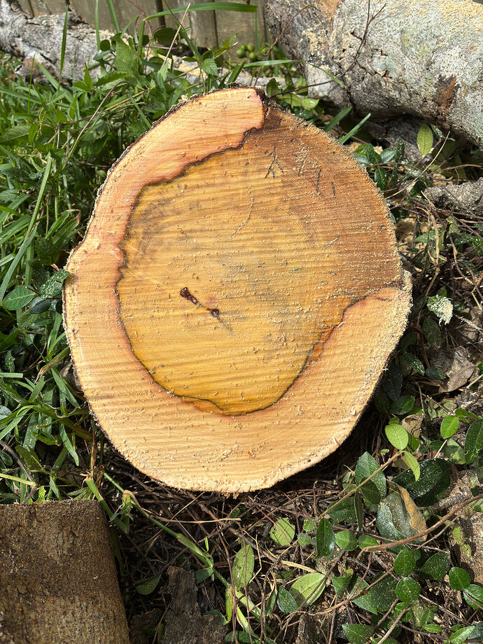 fig tree stump