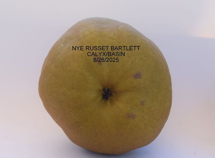 NYE RUSSET BARTLETT CALYX8-26-2025RS