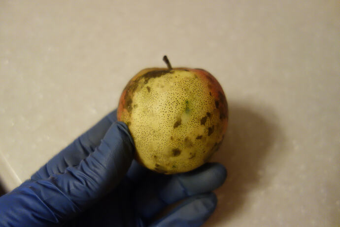 Rustbelt beauty apple (3)