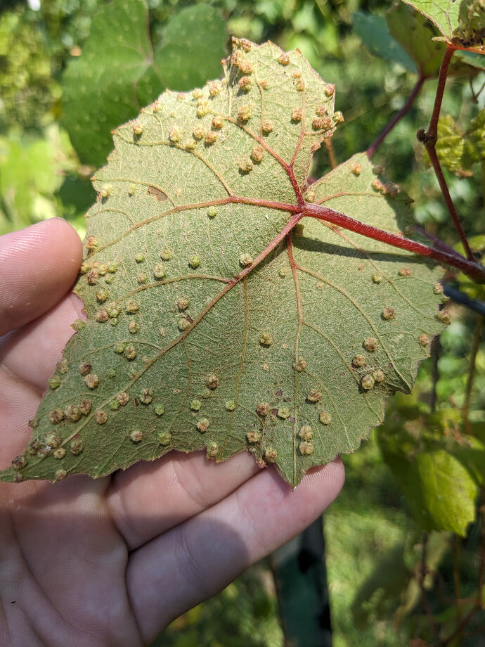 PXL_20240710_210516649