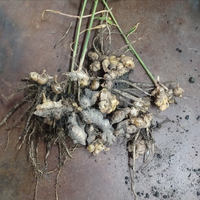 Screenshot_20251120_195132_Gallery