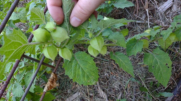 IMG_20250728_183816002