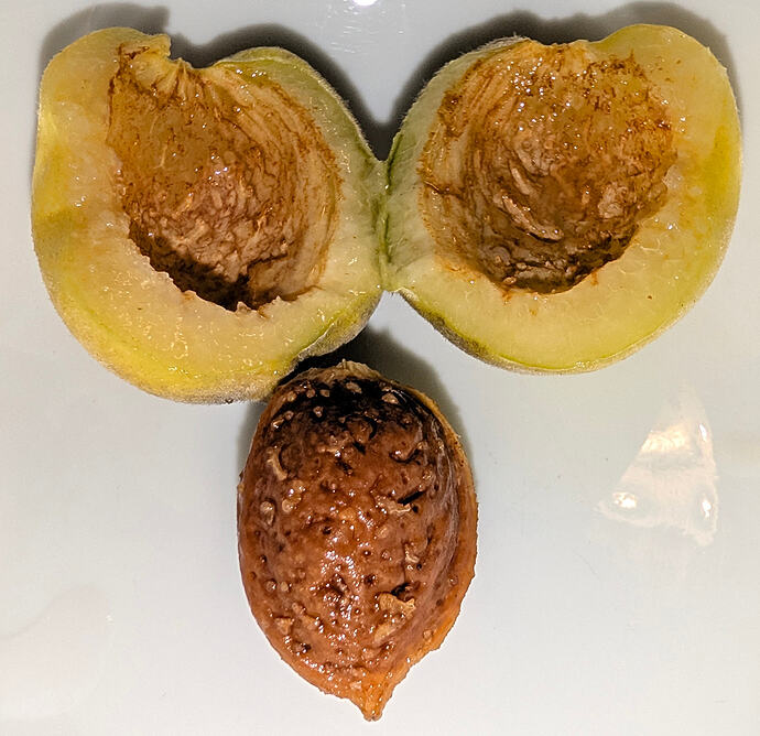 Javid Iranian Almond Flesh + Nut
