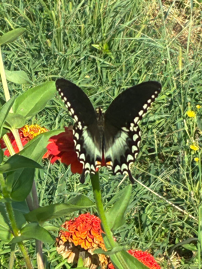 Spicebush Swallowtail