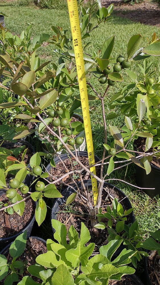 IMG_20250707_094214992_HDR