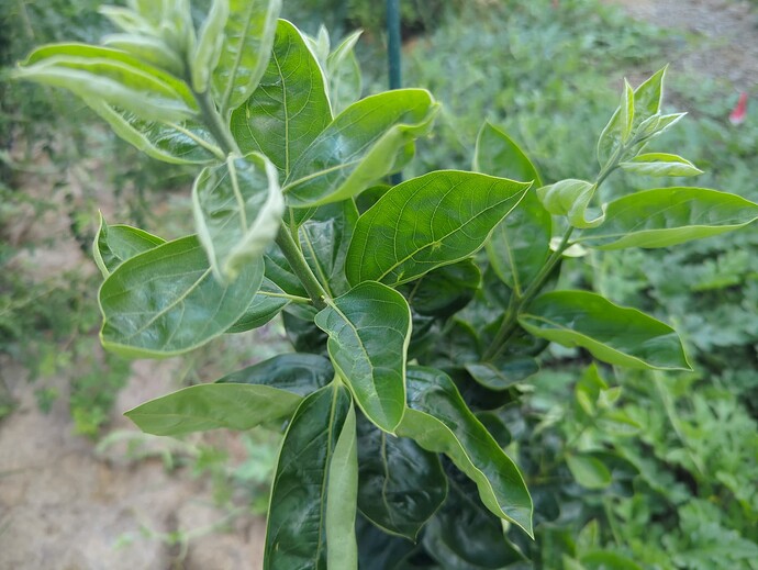 17535561428734522398655758966944