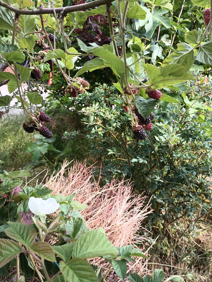 IMG_20250622_181842618