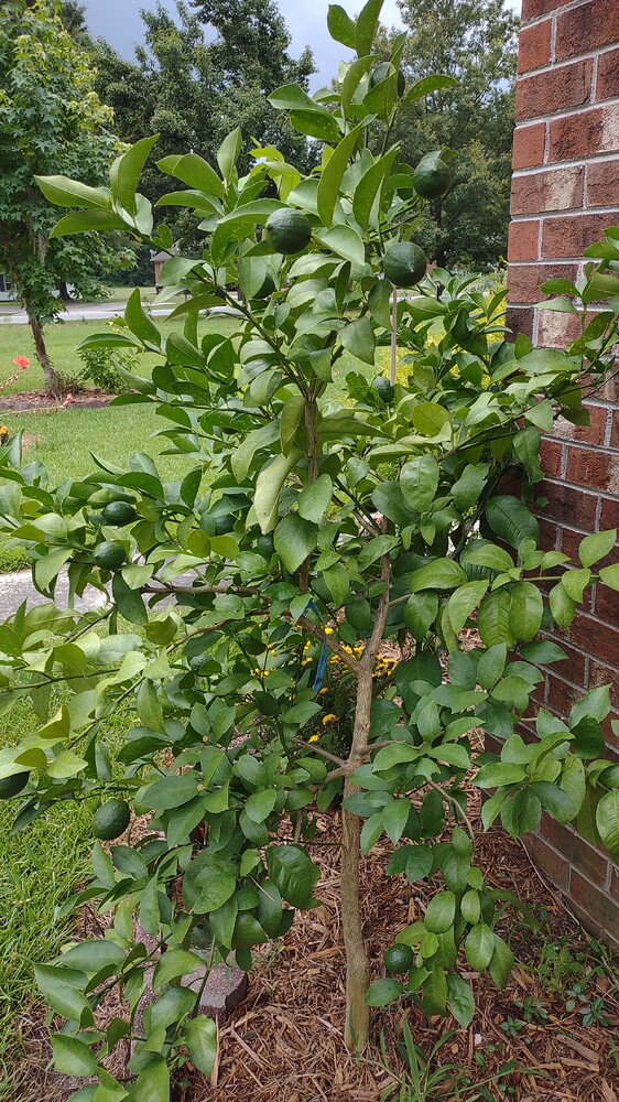 IMG_20250702_115907830