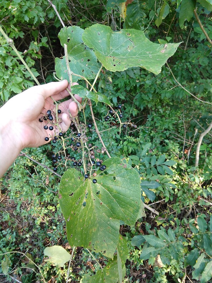 IMG_20190902_182721757