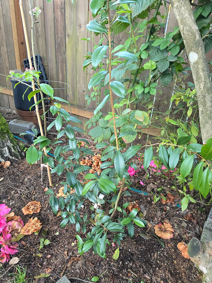 Cherry of the Rio Grande - 'Ben's Beaut'