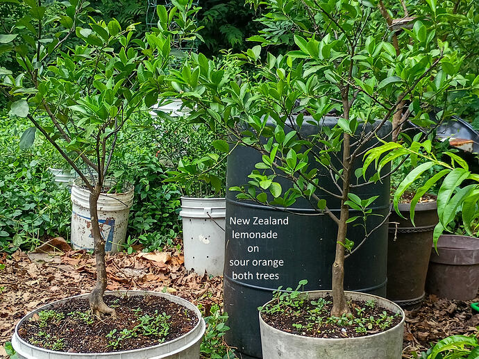 IMG_20260610_122553255_HDR1