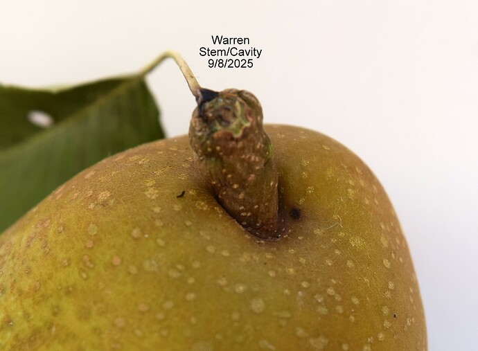 Warren Stem 1  9-8-2025