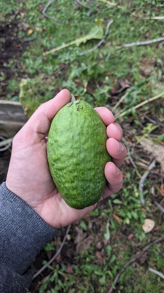 PXL_20251129_180944093.MP