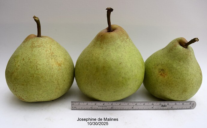 Josephine de Malines10-30-2025