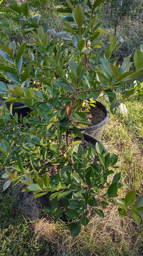 IMG_20250926_164357225_HDR