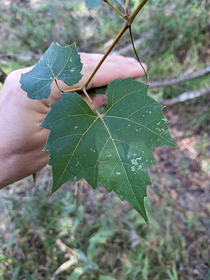 PXL_20231007_173302729